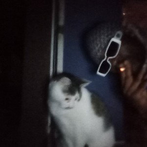 avelli178ers Scrapper Crazy.€ Lizzy Brächen cats snickDogg Lighten you Life Coranar Spiele das Spiegel G.E.N.D.E.R    