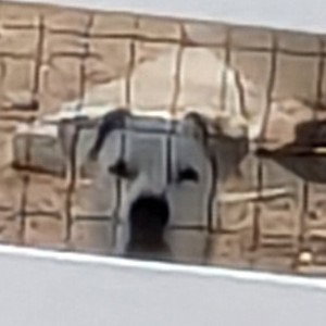 DIE