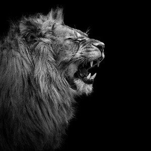 fosse aux lions