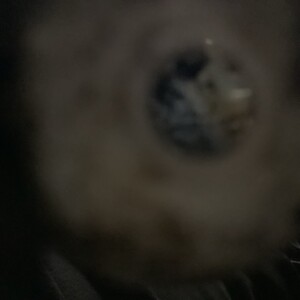 tripensixbitch