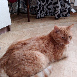 кот под именем Лео