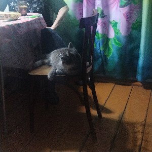котёнок.