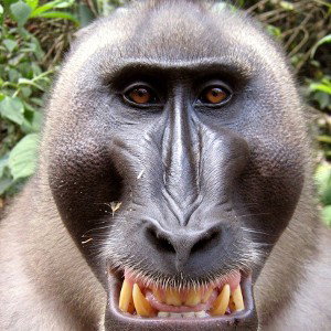 CrazyBrazyMonkey 
