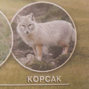 Начинающий рэпер