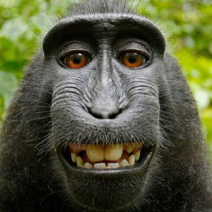monkey.