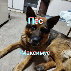 Пёс