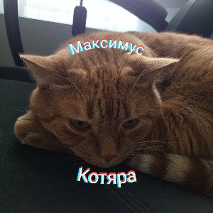 Котяра