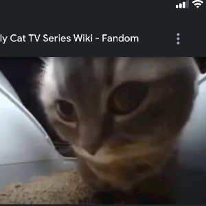 CHIPI CHIPi
