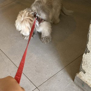 I’m a doggie