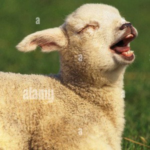 YEAR OF THE SHEEP...