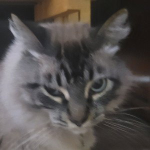 I'm a kitty meow