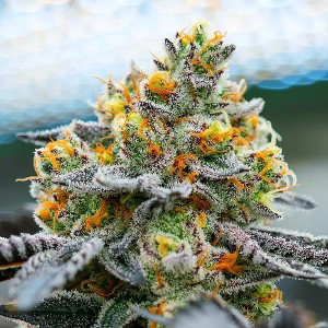 MARIJUANA_MARIJANE