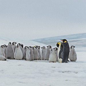 RL72-Le Réchauffement Climatique 