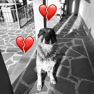 my hero dog ‘’LOMA” 