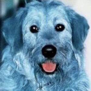 Blauer Hund Das Album
