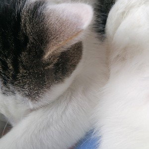 meow