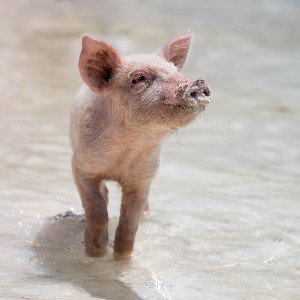 PIG