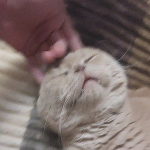gryst
