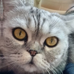 imperator fristail   &люди как кошки