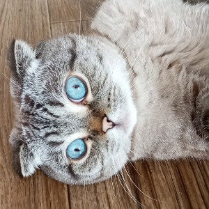 кошки🥹💋
