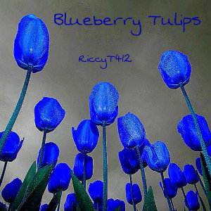 Blueberry Tulips