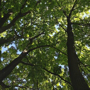 She Wanna