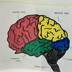 Frontal Lobe