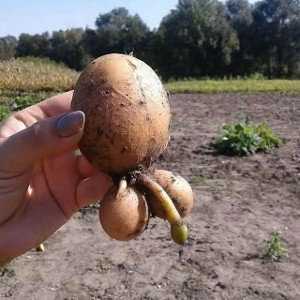 я ебу