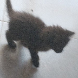 gattina