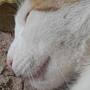 راضی