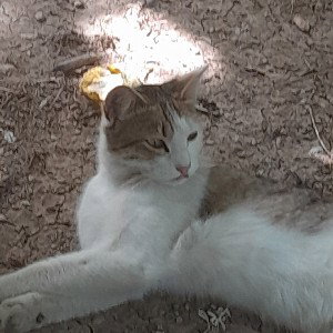 رپر بی سواد 