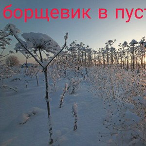 Носk- борщевик в пустыне 