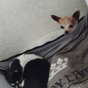 Duo rap