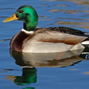 duck freestyle 
