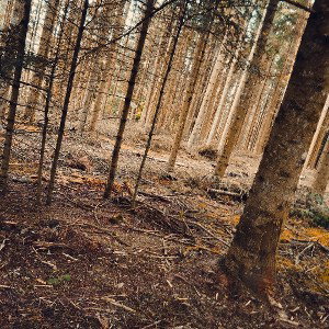 la forêt 