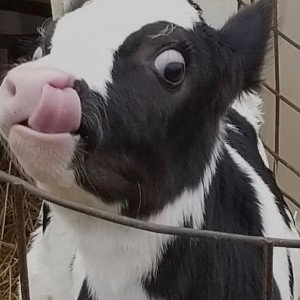 Moo moo OH