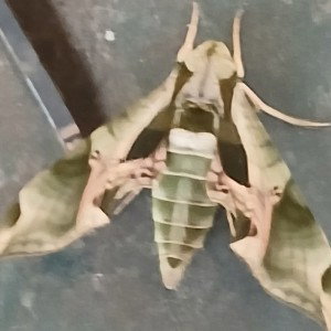300 Nelphliums