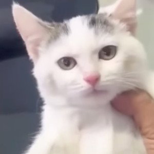 Девчонка
