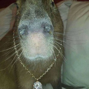 Capybara geek 