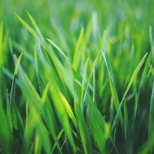 touch grass