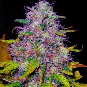 Stayin High Stayin Fly  - By - DuBzThatLoC (2024)