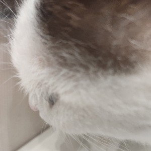 мяу