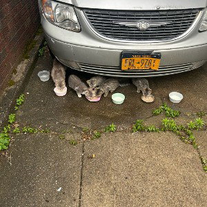 give me all I need is if it wasn’t for my baby cats 🐈 