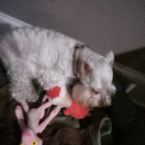 chubaca dog
