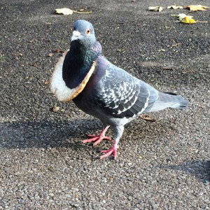 smart pigeon