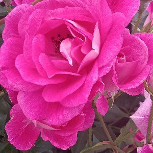 Jose Salinas - My Beautiful Violet _ My Princess_PT.1