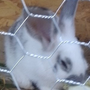 b u n n y    bunny
