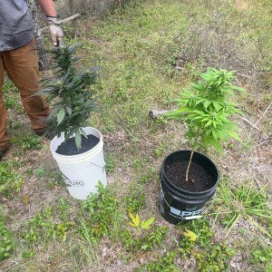 weed is life 