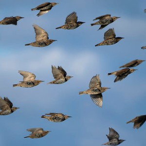 flocks 