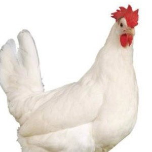 Chicken coop 